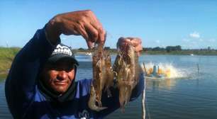 Contra importações, produtores de camarão querem incentivos