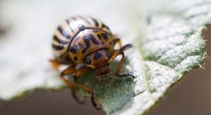 Softwares gratuitos ajudam produtor na gestão do agronegócio