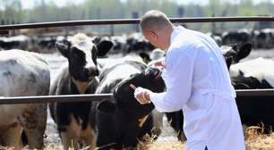 Manejo correto da vacinação eleva produtividade na pecuária