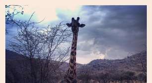 Conheça o Serengeti, destino mais relacionado no Instagram