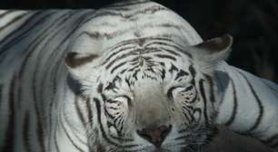 Parque em Puebla tem um dos poucos tigres brancos da AL