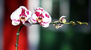 Expoflora começa nesta sexta em Holambra; veja novidades