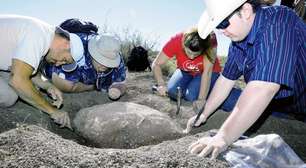Fóssil de tartaruga de 90 milhões de anos é achado nos EUA
