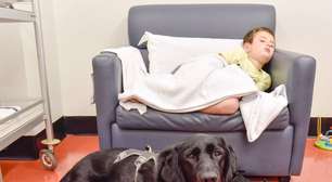 Cachorro leal fica ao lado de menino autista em hospital