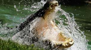 Idoso luta com crocodilos após amigo se afogar