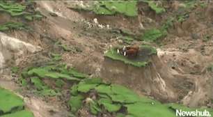 Vacas ilhadas: as imagens da destruição causada por terremoto na Nova Zelândia
