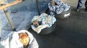 Cães de rua de Curitiba ganham cobertas para enfrentar frio