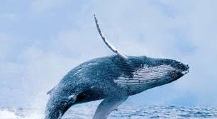 Baleia salta em barco e fere ao menos 7 pessoas na Austrália