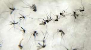 Combate ao Aedes aegypti continua e todo mundo deve ajudar