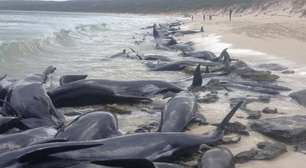 Baleias encalham em massa em praia na Austrália e intrigam autoridades