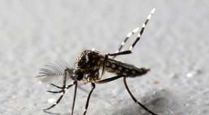 Fique alerta! Saiba como combater o mosquito Aedes aegypti