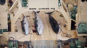 Caçadores japoneses matam 122 baleias grávidas em 'missão de pesquisa'