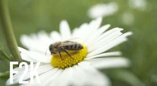 Veja como você pode ajudar as abelhas produtoras de mel