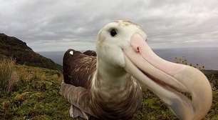 O rato gigante que ameaça de extinção espécie de albatroz
