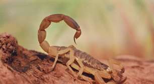 Mais de 200 mil acidentes com escorpiões são registrados no Brasil em 2025