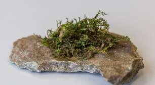 Conheça a radula, a planta que pode ser a maconha do futuro