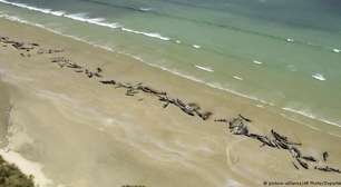 Mais de 140 baleias morrem encalhadas na Nova Zelândia