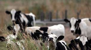 Caso de vaca louca faz Brasil suspender carne para a China