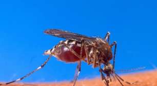 Bauru confirma 17 mortes e 15 mil doentes por dengue