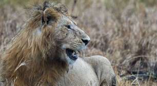 Caçador pisoteado por elefante é comido por leões na África do Sul