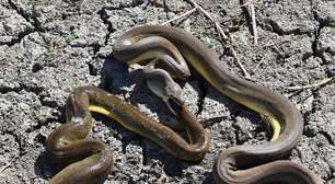 Cobra píton engole e depois "vomita" serpente da mesma espécie