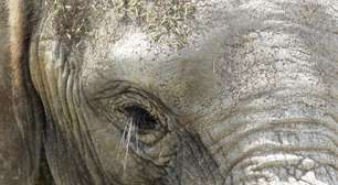 Morte de elefante do deserto a mando de governo gera revolta