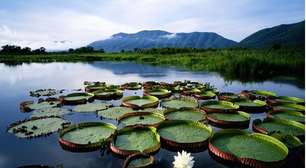 Floresta Amazônica: da Conquista à Integração (Parte II)