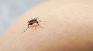 Brasil tem aumento de 600% nos casos de dengue em um ano