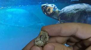 Fóssil revela mini-tartaruga que viveu com dinossauros em SP