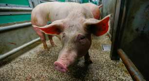 Brasil pode ter teste de rim de porco para humano em 2 anos