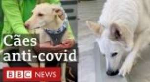 Finlândia testa cães farejadores na detecção da covid-19
