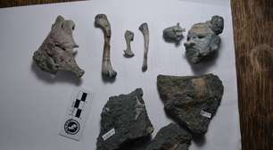 Fóssil de 'avô' do crocodilo moderno é descoberto no Chile