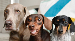 Tem pet na área! Os bichinhos mais sorridentes da internet