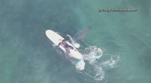 EUA: drone filma tubarões nadando perto de surfistas; veja