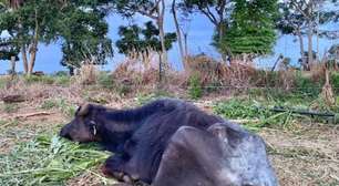 Polícia investiga abandono de mil búfalos em SP