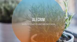 Alecrim: saiba como plantar em casa