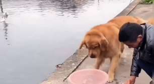 Cão impede que peixes sejam cortados e vídeo viraliza; veja