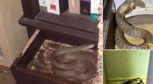 Mulher encontra cobra dentro de gaveta de escritório