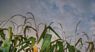 Estiagem afetou mais de 10% do milho em Mato Grosso
