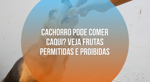 Cachorro pode comer caqui? Veja frutas permitidas e proibidas