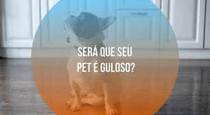 Será que seu pet guloso? Aprenda a lidar com isso