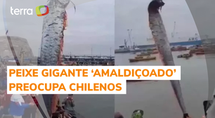 Aparição de peixe gigante 'amaldiçoado' preocupa chilenos