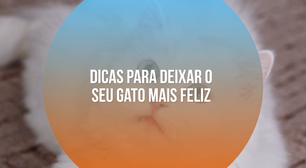 Dicas para deixar o seu gato mais feliz