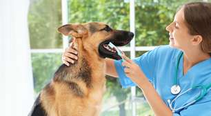 4 dicas para cuidar dos dentes dos pets