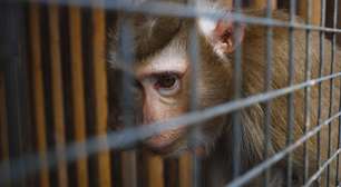 Após macacos serem mortos no BR, OMS reforça que não têm relação com a monkeypox