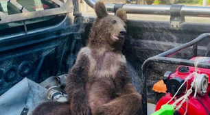 Ursa fica 'chapada' após comer mel alucinógeno e é resgatada na Turquia; veja