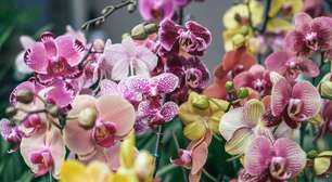 Como cuidar de orquídea em apartamento?