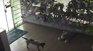 Cãozinho 'gatuno' tenta furtar ovelha de pelúcia de loja no interior de SP
