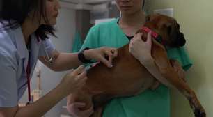 Conheça doenças em cães que podem ser evitadas com vacinas