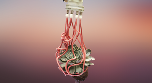 Cientistas criam garra robótica inspirada nos tentáculos da água-viva